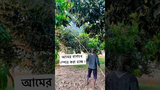 Mango Gardening