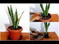 How to Repotting Snake Plants / Houseplant Sansevieria