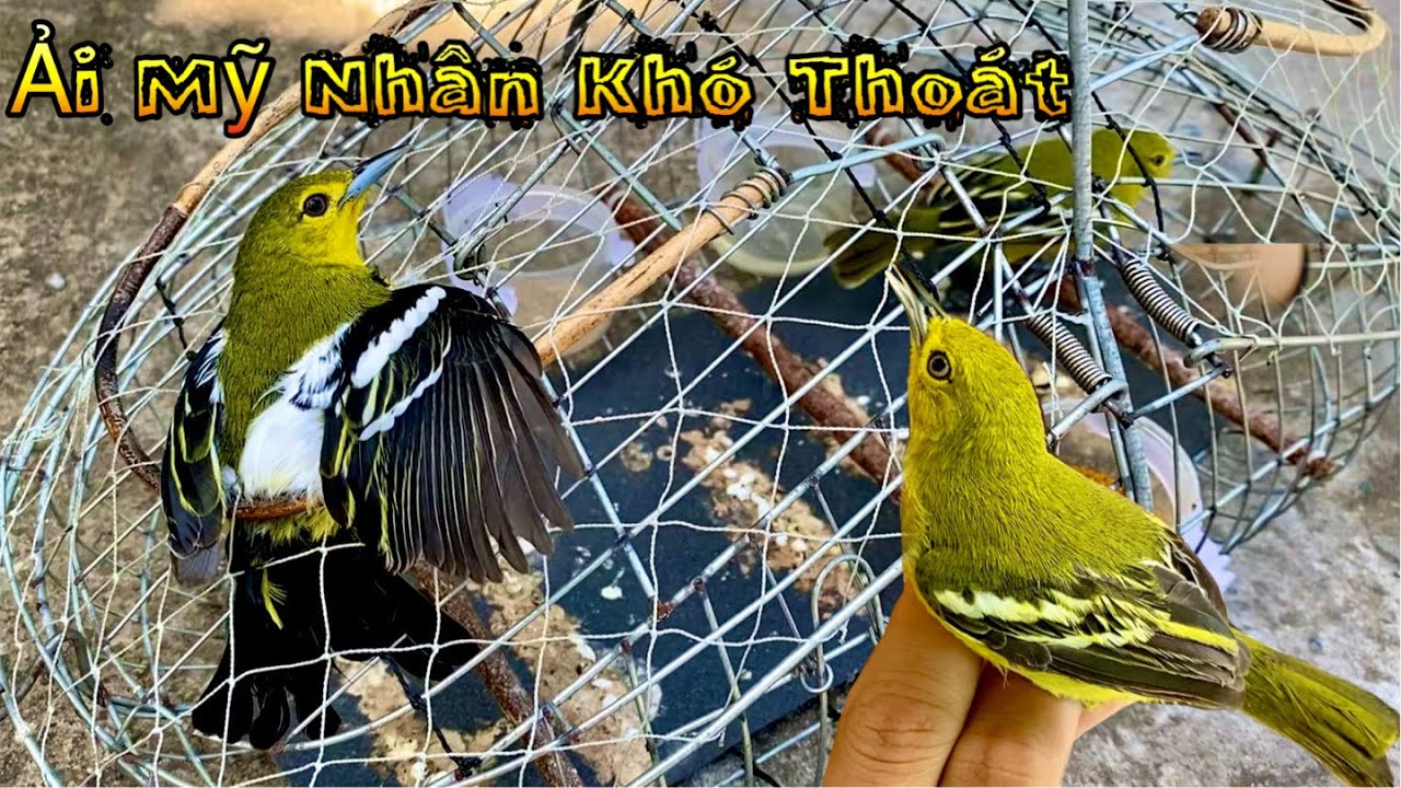 Bẫy Chim Huýt Cô. Chim Huýt Cô Mái Bổi Bẫy Dính Toàn Chim Trống | Chiểu Trần Vlog