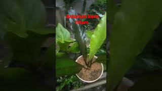 Anturium keris hitam#tanamanunik#tanamanindonesia #anturium#tanamanhias #hindi