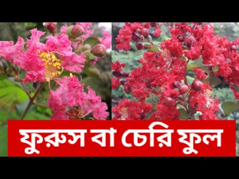 ভিডিও: চেরি সম্পর্কে আকর্ষণীয় তথ্য