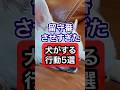 留守番させすぎた犬がする行動を獣医師が解説 #犬 #犬のいる暮らし #犬のいる生活 #愛犬 #いぬ #獣医師