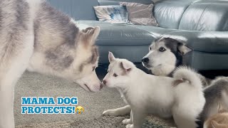 Mum Husky Warns Dad Away From Pups She Just Wants To Protect Them All. She Bites Him
