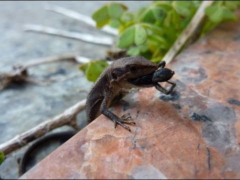 カナヘビの赤ちゃんご飯ぱくぱく Baby Lacertid In My Garden Youtube