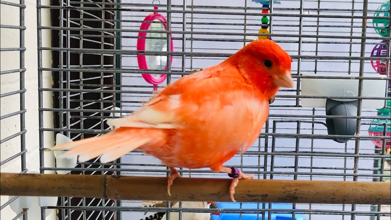 Birds and Pets Market in UK. clitheroe auction. 2022 August YouTube