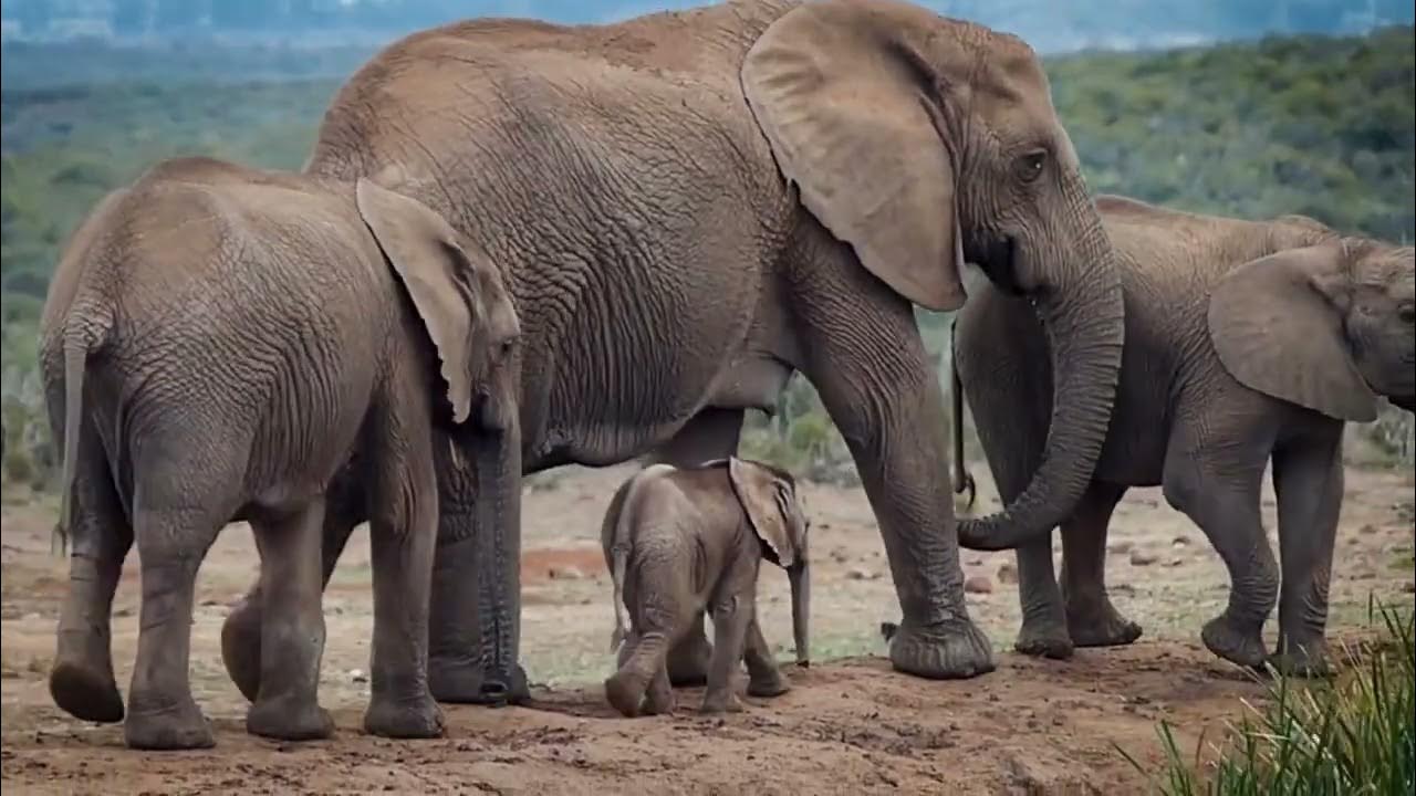 South African Elephants | African Elephants documentaries | Elephants