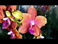 Парфюмерные фабрики, Будда и другие орхидеи с названиями в огромном завозе орхидей Экофлоры г. Омск.