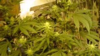 Week 4 of Flower