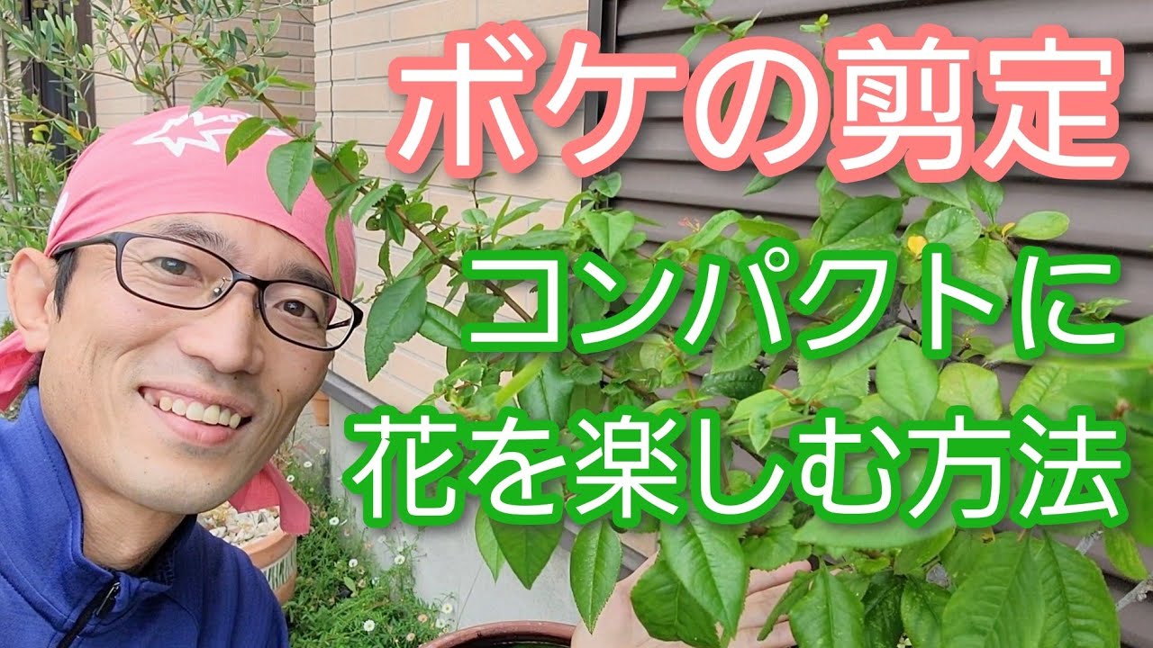 ボケ の 剪定 時期