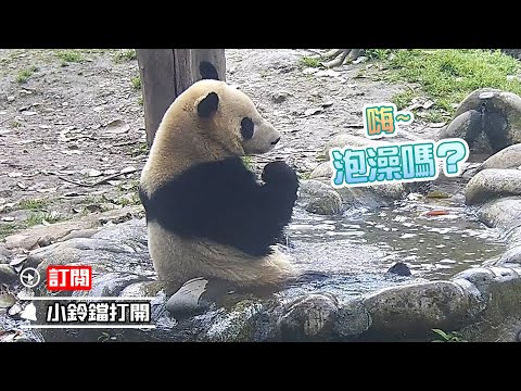 《熊貓主題趴》泡澡玩水的快樂，大熊貓最懂 | iPanda熊貓頻道