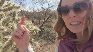 Watch out for Jumping Cholla!