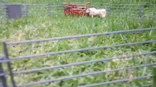 Gira destructora los des🐮ruc🐮ores