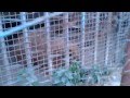 خرس باغ وحش آمل Bear In Amol Zoo 