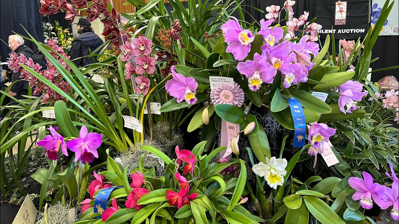 San Francisco Orchid Society's 2024 Pacific Orchid Exposition - YouTube