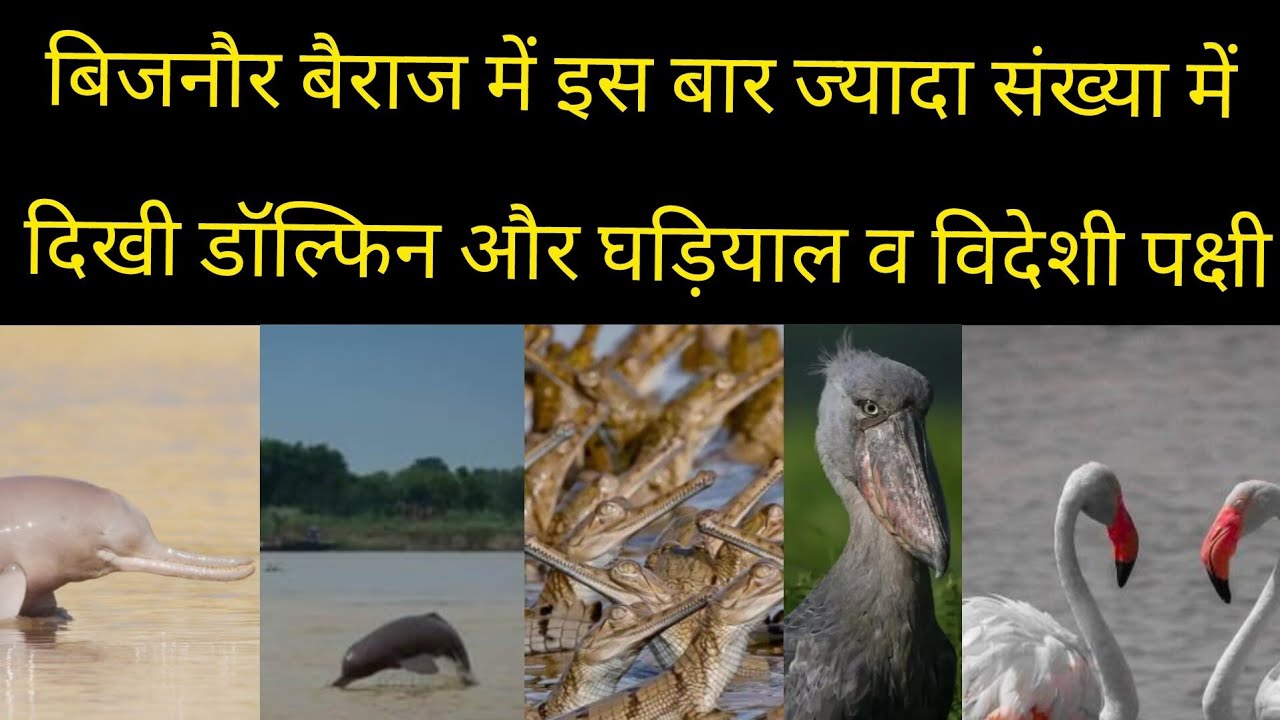 बिजनौर बैराज में इस बार ज्यादा संख्या में दिखी डॉल्फिन और घड़ियाल व विदेशी पक्षी @BIJNORKHABARTV 