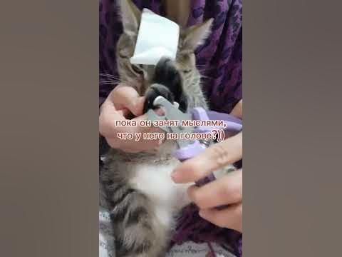 лайфхак, как постричь коту когти🐈 - YouTube