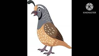 Q Is For Quail By Choison1