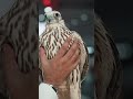 للـطيـر حـب مـسـتـبـاح ومقنـاصه يداوي الجروح عنـده دوا بـرق الـجـنـاح إلي من الـقانـص طمـوح للـطيـر حـب مـسـتـبـاح ومقنـاصه يداوي الجروح عنـده دوا بـرق الـجـنـاح إلي من الـقانـص طمـوح