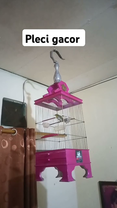 pleci gacor#bogor #shortvideo #pleci #pcmi #shortsviral #kicaumanianusantara #burung #birds #fyp