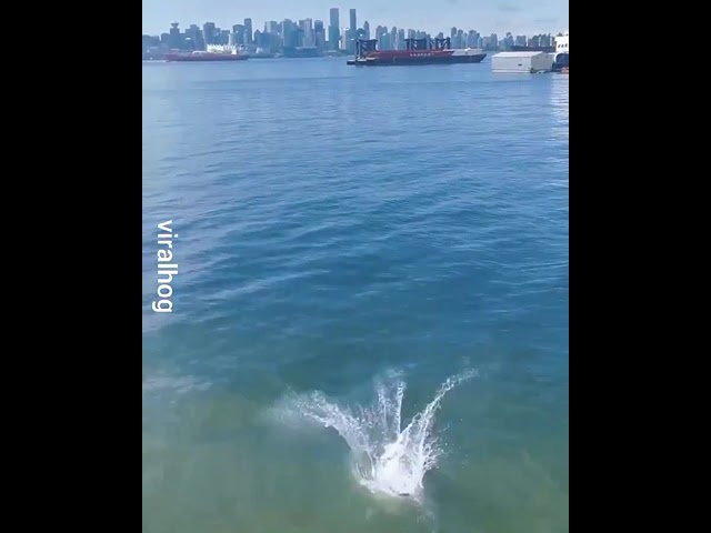 Saut dans l'eau