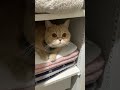タオルすきぴ♡ 【猫のいる暮らし】#Shorts