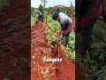 Mountain Yam Tuber Harvesting Method🥔🤯#shots