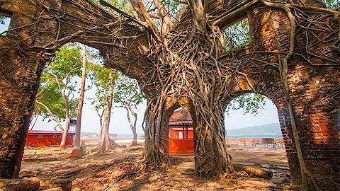 10 Most Unusual Trees In The World