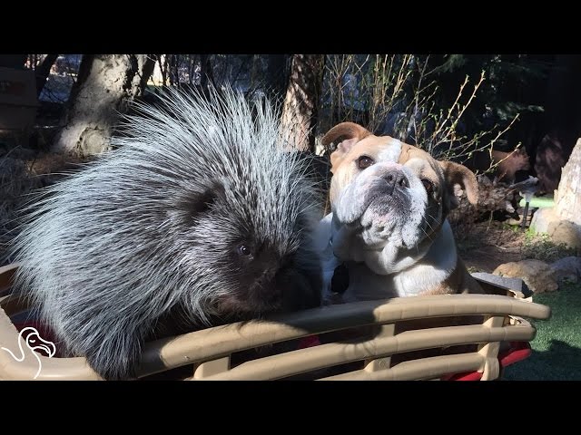 This Porcupine Has A Unique Family