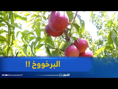 خيرات بلادي نصائح التي تمكنك من إنتاج أجود أنواع النكتارين