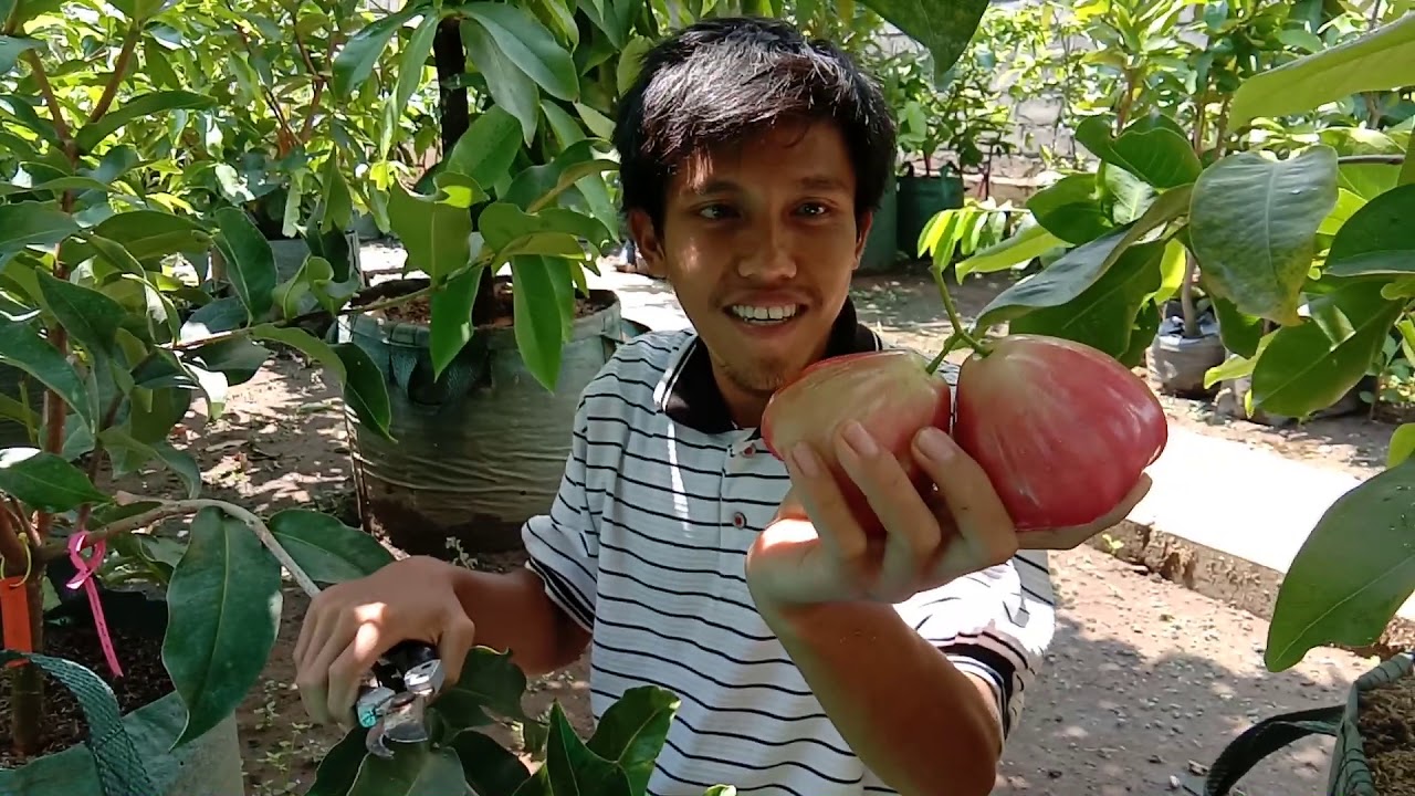 Jambu Air Black Kingkong