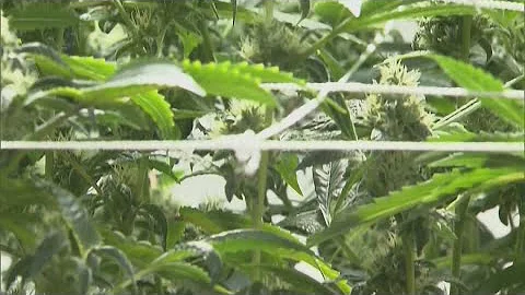 President Trump marijuana executive order: What does it mean?