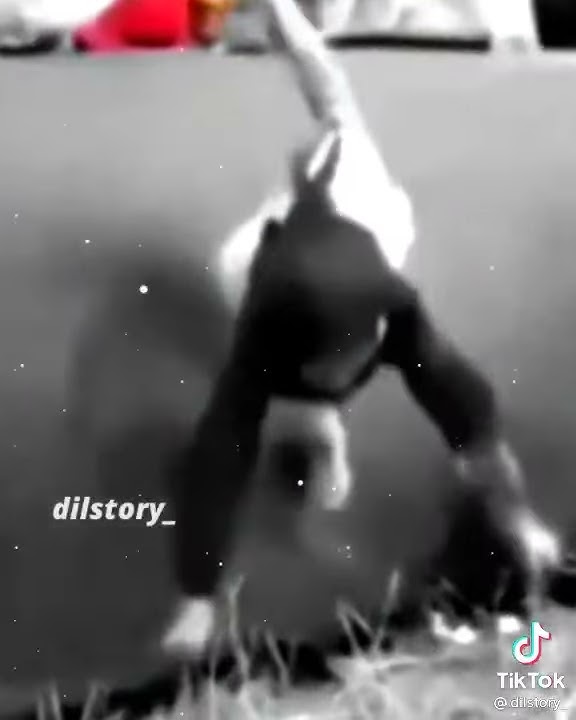 YANG PENTING FREESTYLE DULU BOS 30 Detik
