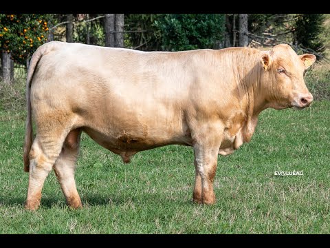 Lote 11 - Tat.650 - CHAROLÊS 21/06/25 | ELO de Raças