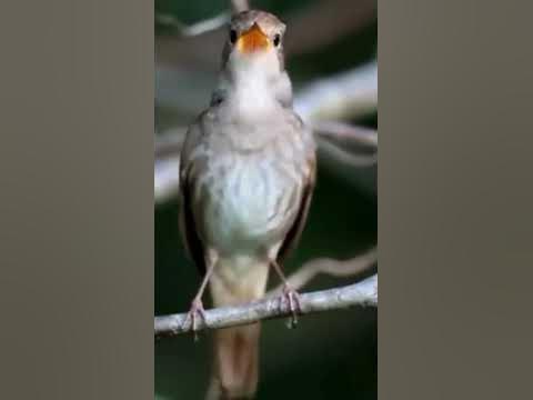 Когда поют соловьи. - YouTube