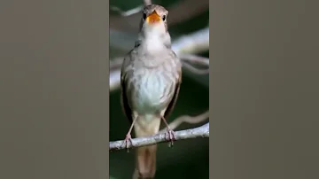 Когда поют соловьи.