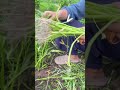 Kangkungnya berontok🌱#farming#gardening#homegarden#gardeninglife#harvesttime#fyp