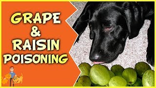 Raisin + Grape Poisoning in Dogs: How Many Will Kill?