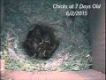 Black-capped Chickadee Nest Box