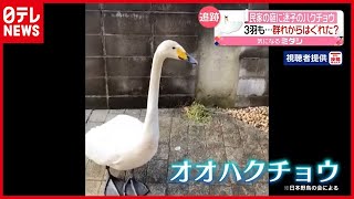 ３羽も？ 民家の庭に「ハクチョウ」が…群れからはぐれたか　茨城・水戸（2021年3月16日放送「news every.」より）