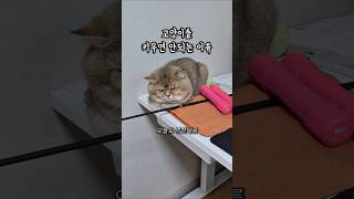 고양이를 키우면 안되는 이유