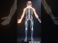 🧠 Human Nervous System in 3D | Amazing Medical Animation #animation #birdingparadise #science