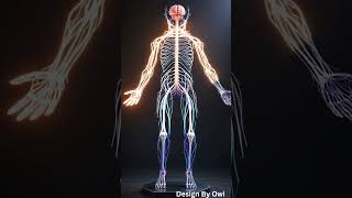 🧠 Human Nervous System in 3D | Amazing Medical Animation #animation #birdingparadise #science