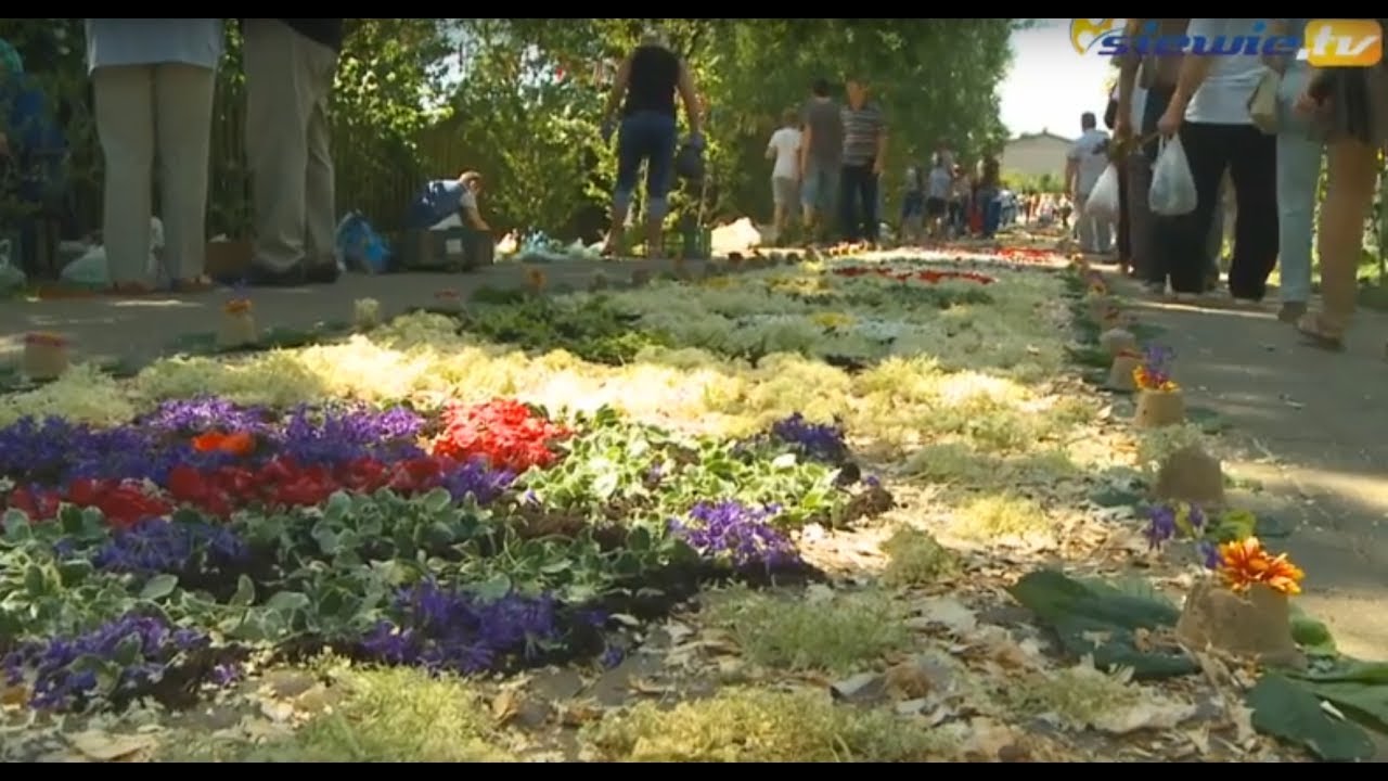 DO SPYCIMIERZA NA KWIETNE DYWANY - siewie.tv