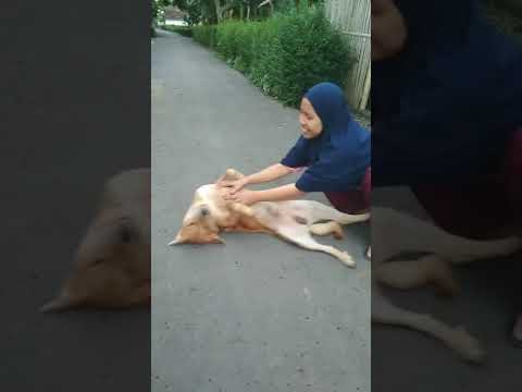 Seorang wanita berjilbab yang suka main sama anjing peliharaannya