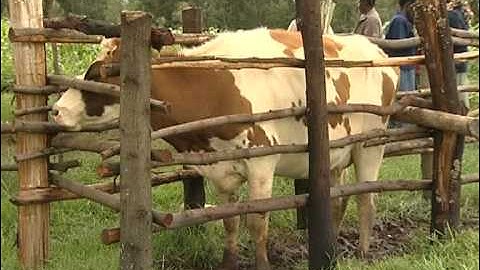 ARTIFICIAL INSEMINATION FOR MORE MILK.VOB