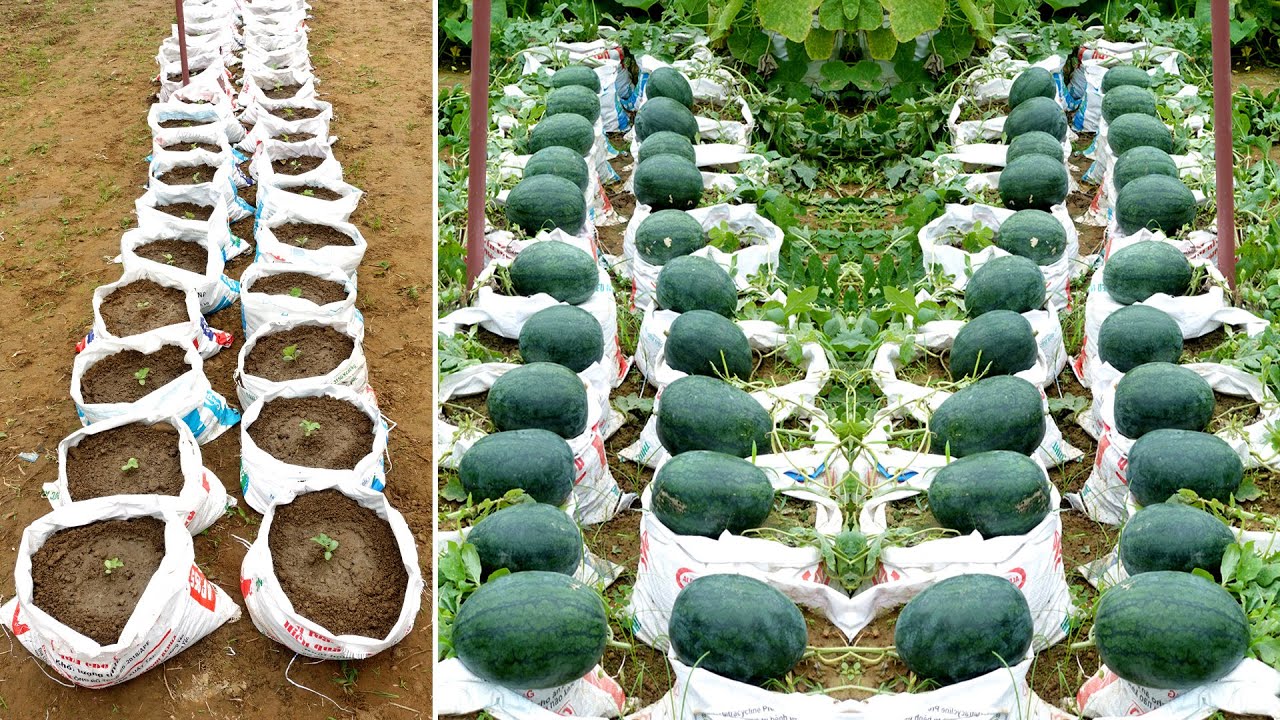 Easy and high yield, didn't expect to grow Watermelon at home so easy