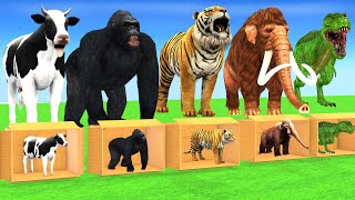 Extreme Hide and Seek Box Challenge with Cow Tiger Elephant Mammoth Dinosaur Gorilla Wild Animals