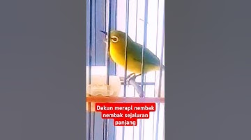 Pleci dakun merapi nembak sejaluran | Pleci merapi. @seputarapasaja90 #plecimerapi
