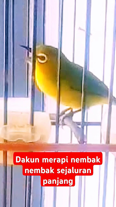 Pleci dakun merapi nembak sejaluran | Pleci merapi. @seputarapasaja90 #plecimerapi