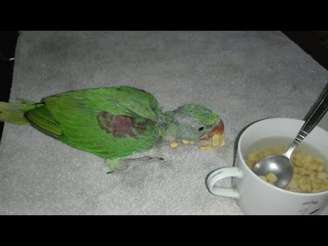 How to feed Alexandrine parakeet chick and teach self eating